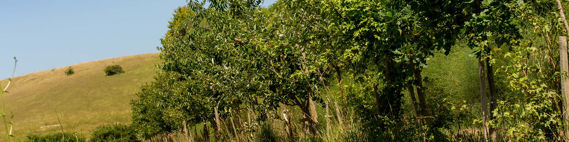 Agroforestry