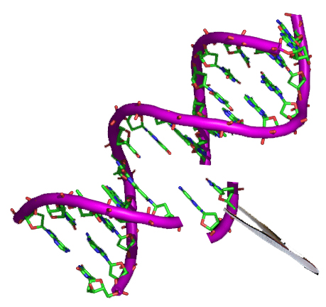 Diagram of a piece of DNA being removed by tweezers.