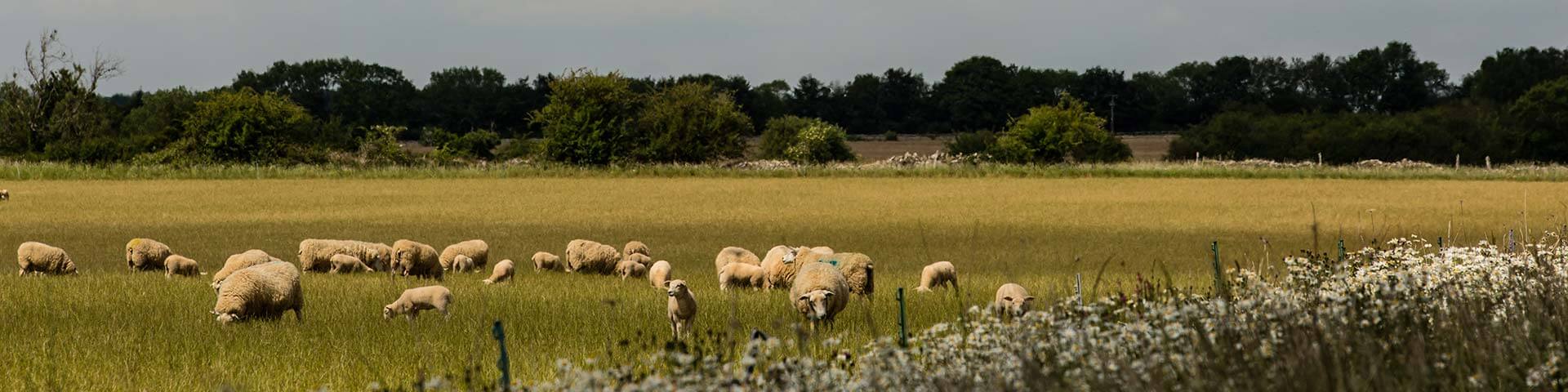 Farming organically