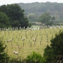 A National Network of Agroforestry Farms