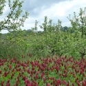 Agroforestry and orchard pilot study