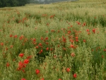 Breckland Organics Farm Walk