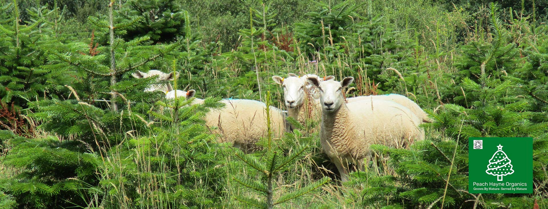 Sheep in trees