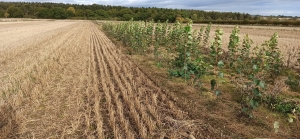 Cockle Park polar agroforestry