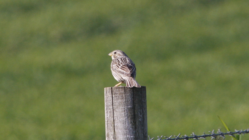 Corn Bunting