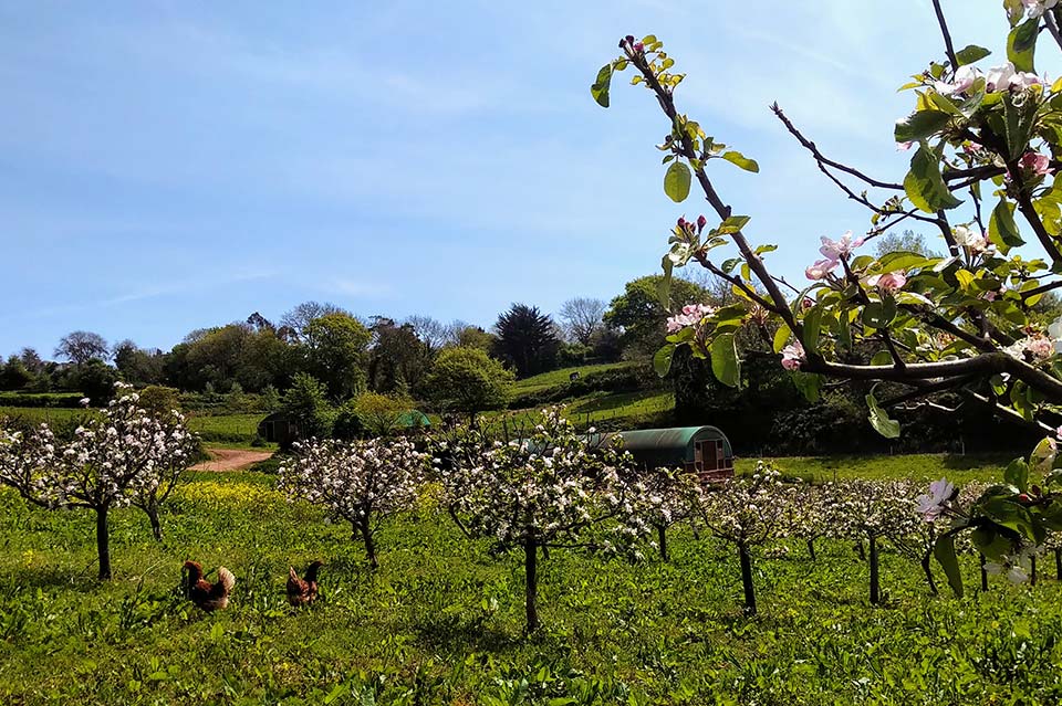 Orchard Organic Farm 