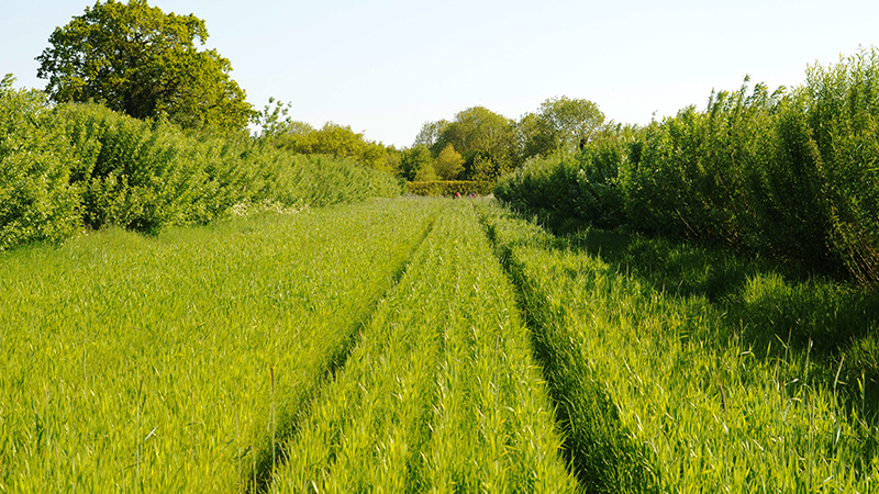 Wakelyns Agroforestry. May 2023