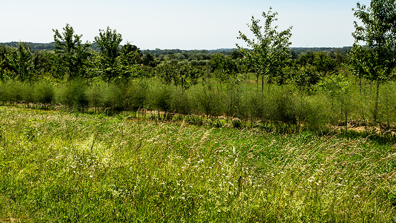 Silvo-horticulture agroforestry at Tolhurst Organic. Photo: Kay Ransom