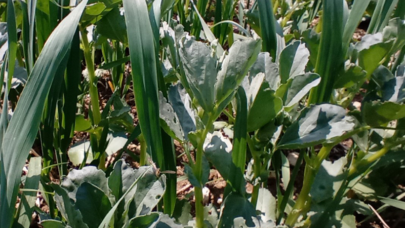 Beans/rye intercrop. Photo: Ben Adams