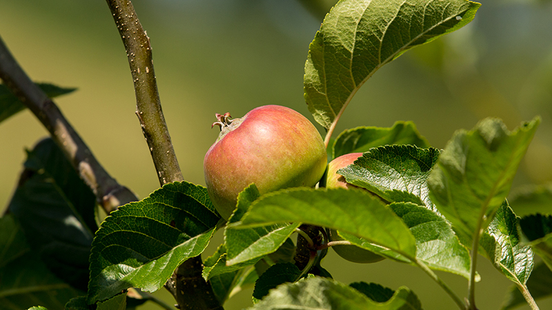 Apple at Tolhurst Organic. Photo: Kay Ransom