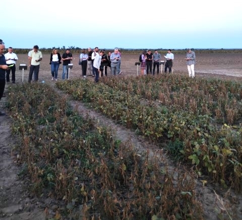 Participants using the SeedLinked platform to assess Soya beans 