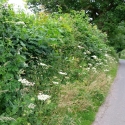 Importance of Hedgerows as Wildlife Corridors