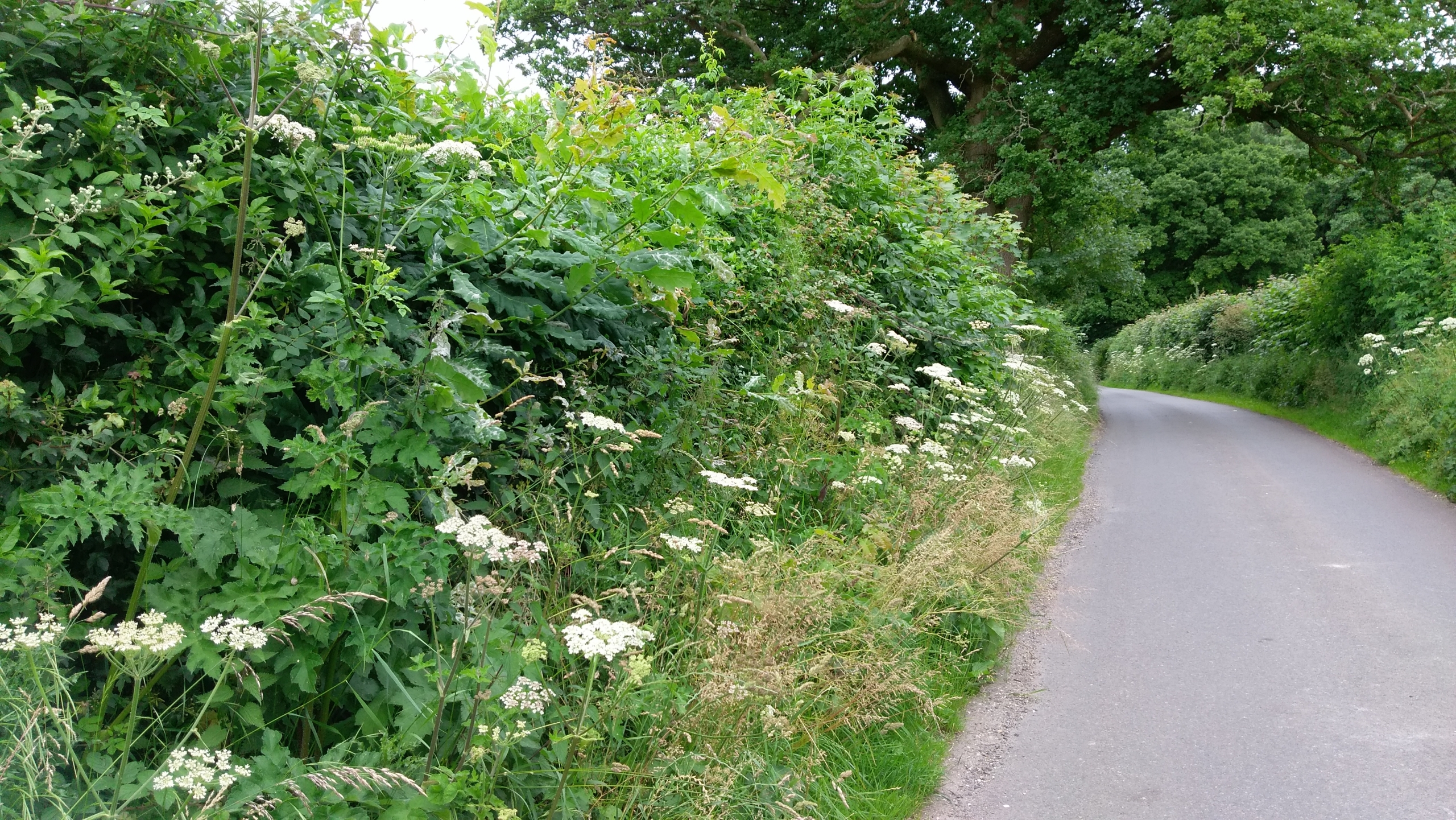 Berkshire hedge. Photo: Jo Smith, ORC