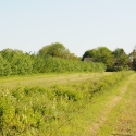 Agroforestry ELMS Test on advice and guidance