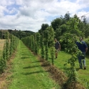 Organic Hop Variety Trials