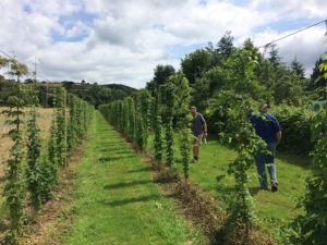 Hop trial field