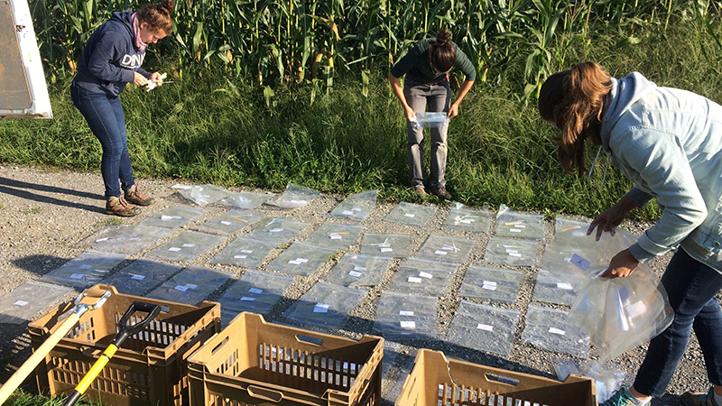 Researchers preparing the harvest of the maize plants from the mycorrhiza field trial. (Photo: FiBL, Natacha Bodenhausen)