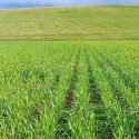 REA on Plant and Soil Science Research in Regen Ag in the UK
