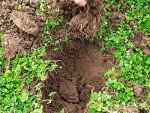 Living mulches: Isobel Mackintosh at the Organic Growers’ Gathering