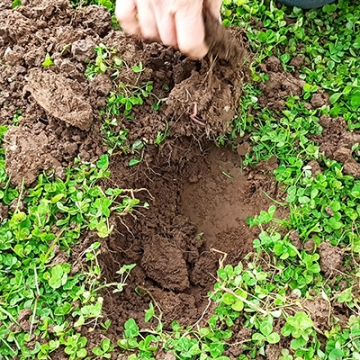 Soil inspection under clover living mulch