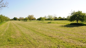 Wakelyns Agroforestry - May 2023