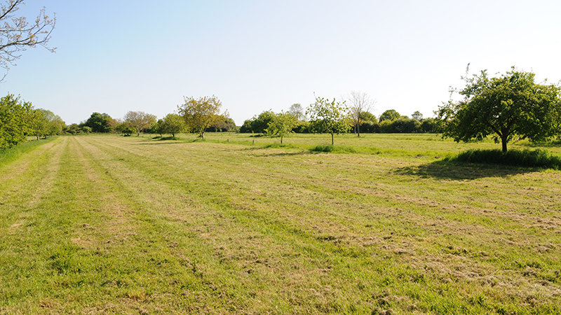 Wakelyns Agroforestry - May 2023