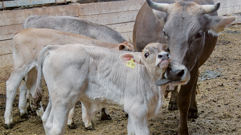 Cow with calf: Photo: FiBL