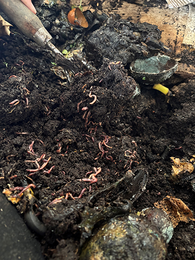 Worms in vermicompost