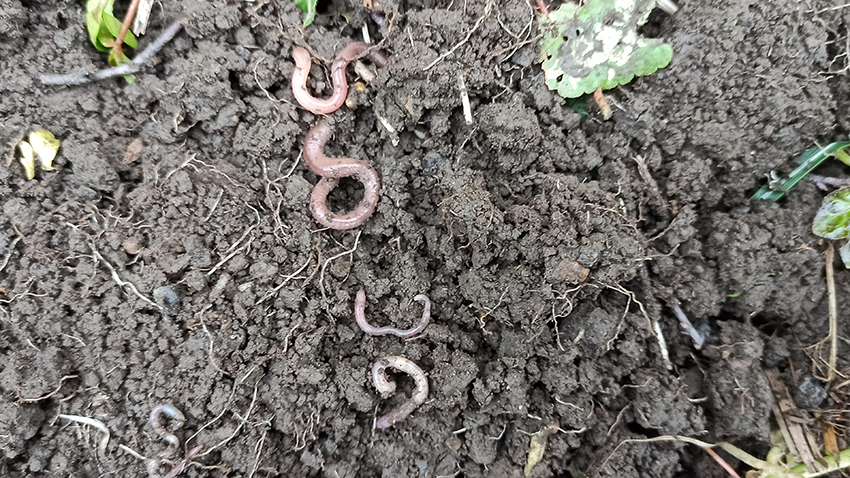 Earthworm counting