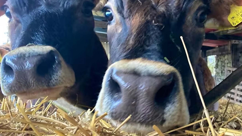 Cows close up