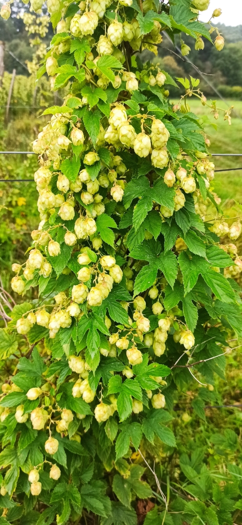 Organic hops