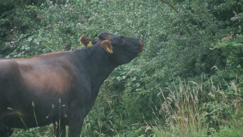 Cattle browsing a hedgerow