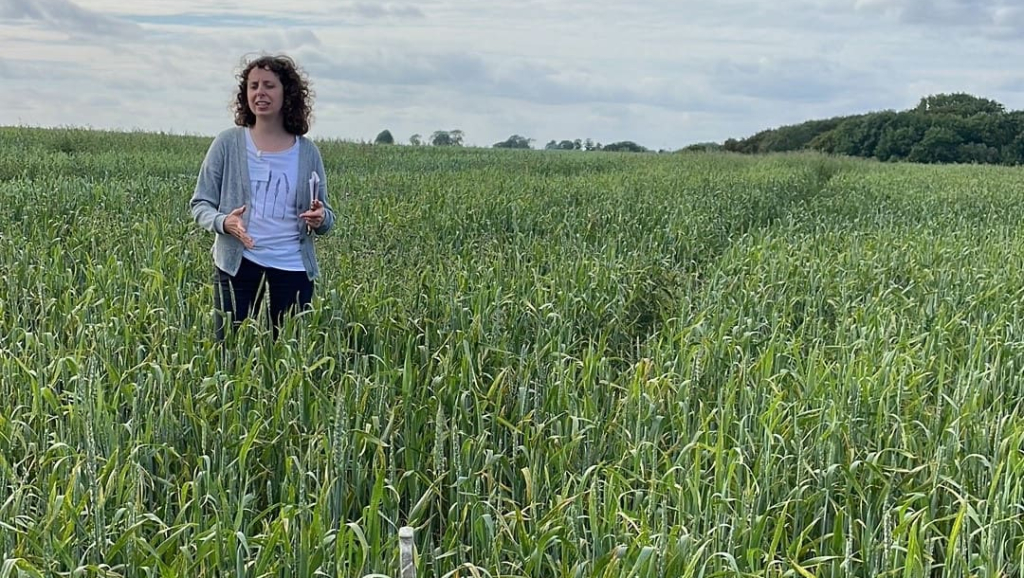 Charlotte Bickler standing in cereal trial plot