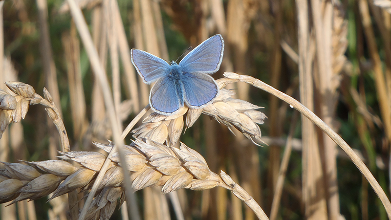 Blue butterfly in wheat field
