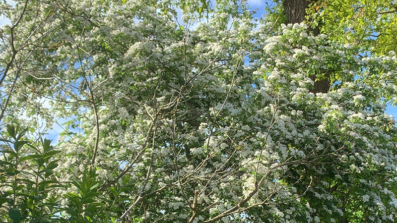 Hedgerow with Hawthorn flowering (May blossom) and mature oak tree