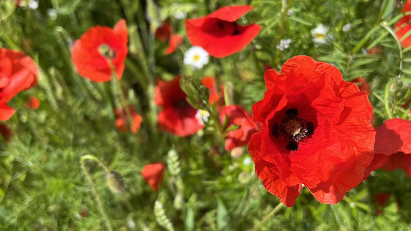 Poppies in flower in cereals
