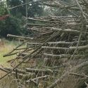 Farming the Future: Networks of supply for agroforestry products