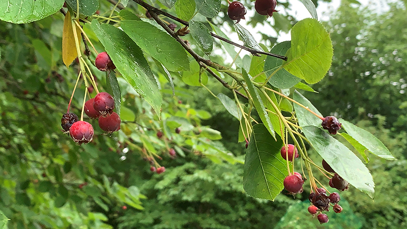 Amelanchier berries on a tree in a forest garden