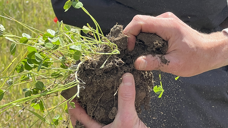 clover and soil in the hands