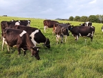 Revolutionising dairy: the quest for nitrogen efficiency 
