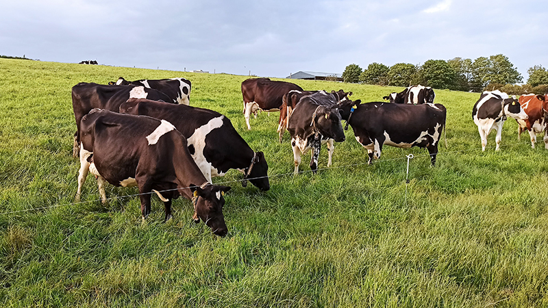 Cows grazing behind electric fence
