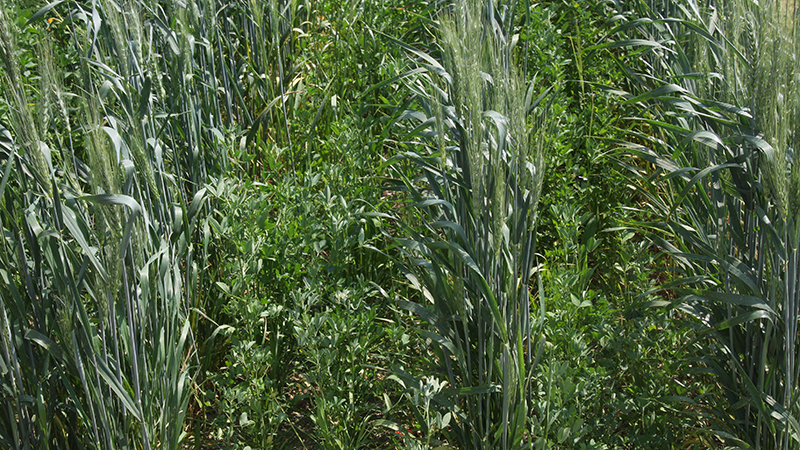 Intercropping demonstration