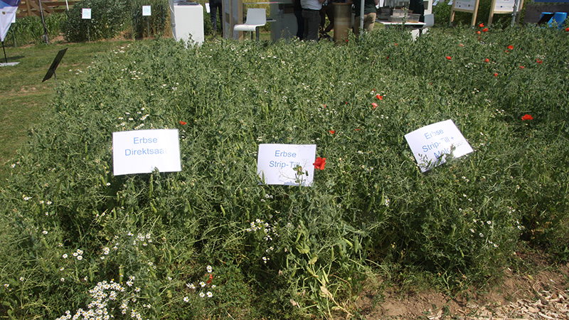 Direct-sown peas, strip-till peas and strip-till peas plus mulch
