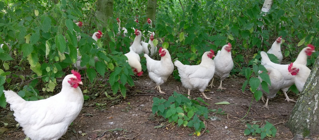 White hens under trees