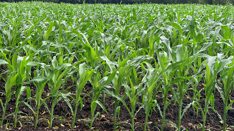 Mechanically weeded conventional maize field