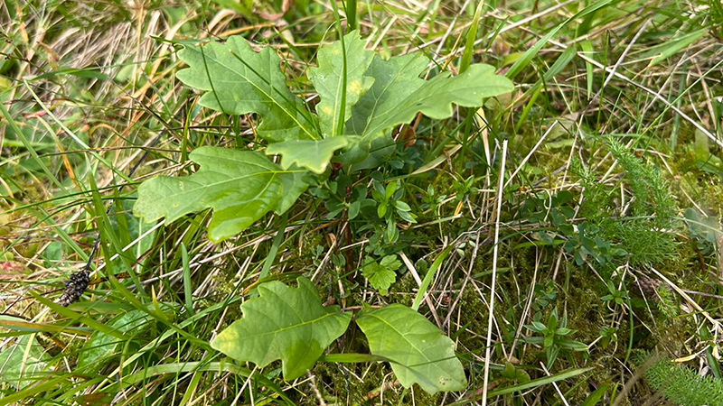 Oak tree sapling growing in grass