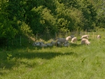 Optimising plans to utilise on-farm benefits from shelterbelts