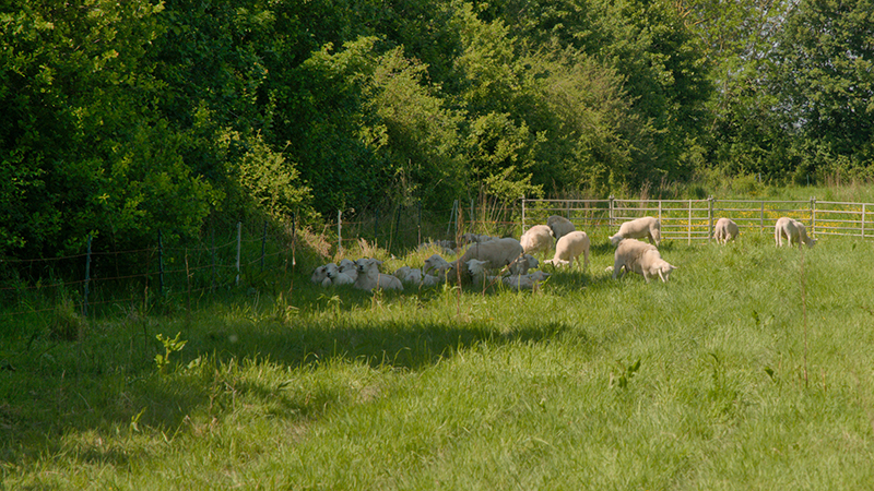 Sheep grazing next to shelterbelt