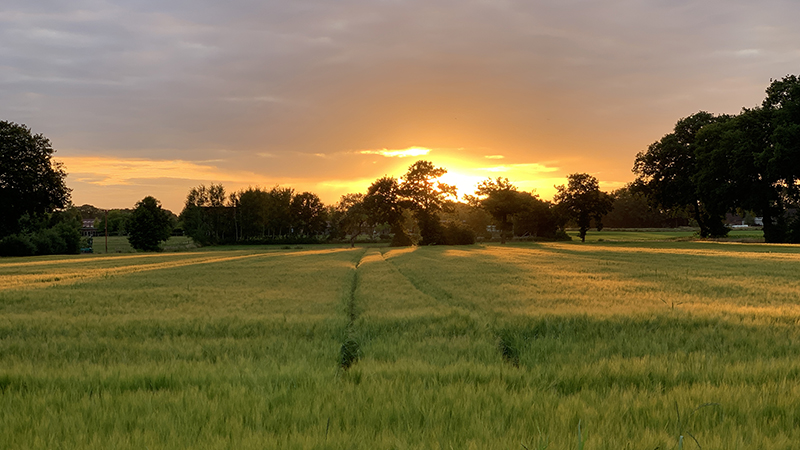 Sunset over agricultural landscape in Northern Germany with cereals and trees