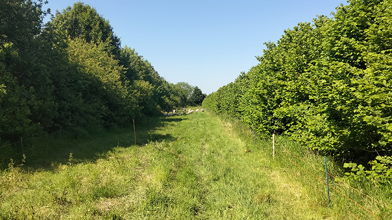 Wakelyns agroforestry alley with sheep grazing